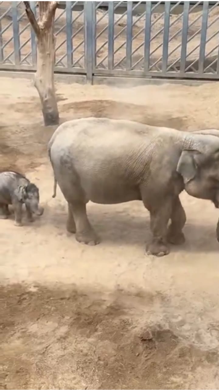 അമ്മയിൽ നിന്നും പാഠങ്ങൾ പഠിക്കുന്ന കുട്ടിയാന