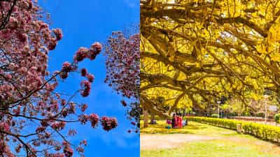 Bengaluru Travel: വേനലവധിക്ക് ബംഗളൂരുവിലേക്ക് പോയാലോ; കുറഞ്ഞ ചിലവിൽ ഒരു കിടിലൻ സമ്മർ ട്രിപ്പ്