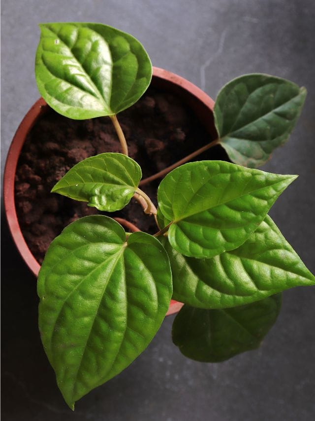 സമ്പത്തും സമൃദ്ധിയും നേടാൻ വെറ്റില മതി! ഇങ്ങനെ ചെയ്യൂ