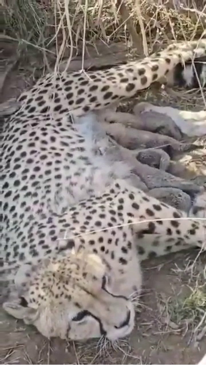 അമ്മയും മക്കളും സുഖമായി ഇരിക്കുന്നു; കുനോ നാഷണല്‍ പാര്‍ക്കില്‍ അഞ്ച് കുഞ്ഞുങ്ങള്‍ക്ക് ജന്മം നല്‍കി നമീബിയന്‍ ചീറ്റ 'ജ്വാല'