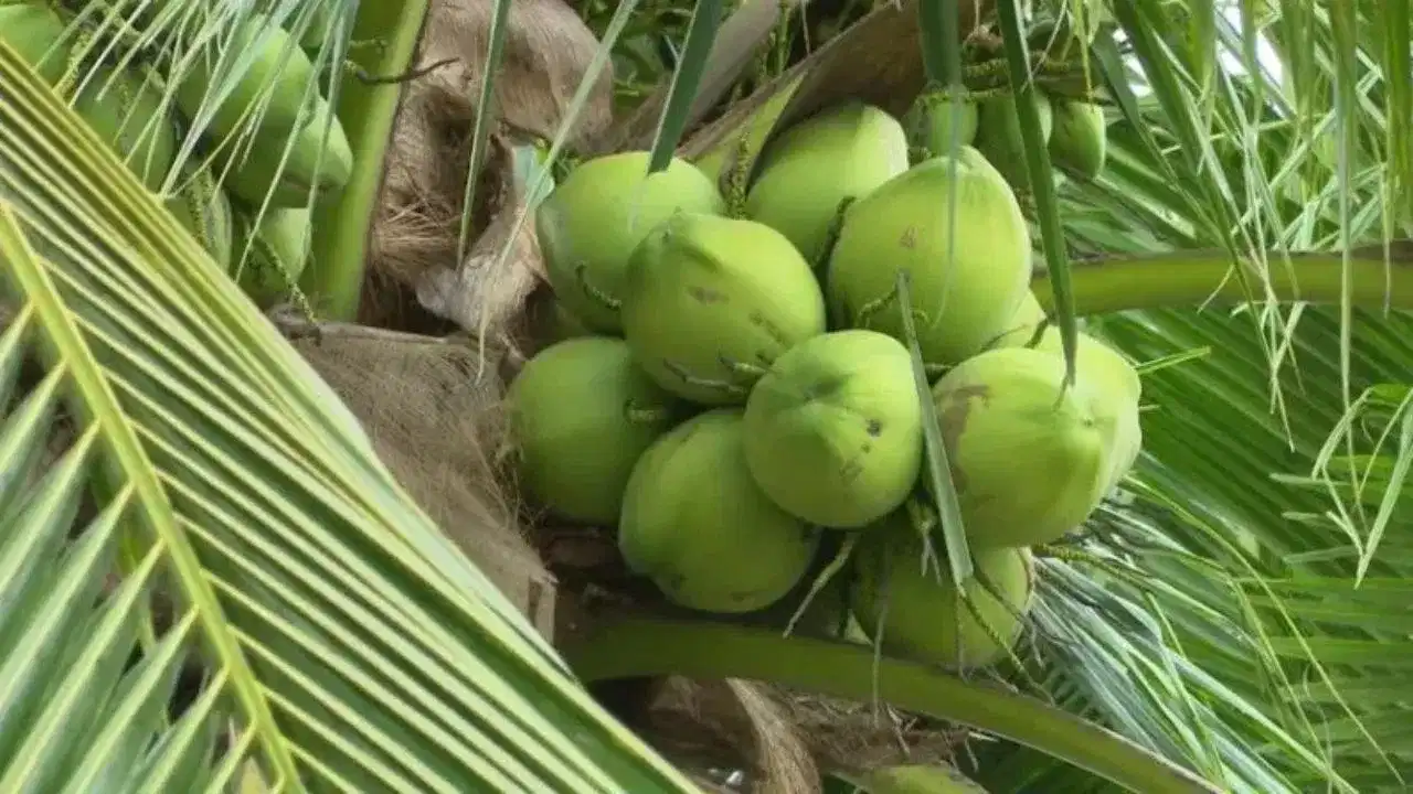 Coconut price drop: യുദ്ധം മുറുകുമ്പോൾ തേങ്ങയ്ക്കും പണി കിട്ടി, വില ഇടിവിൽ വലഞ്ഞ് കേരകർഷകർ