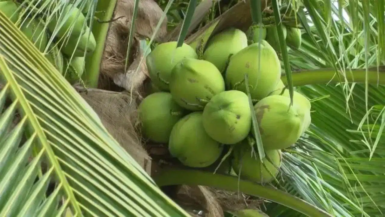Coconut price drop: യുദ്ധം മുറുകുമ്പോൾ തേങ്ങയ്ക്കും പണി കിട്ടി, വില ഇടിവിൽ വലഞ്ഞ് കേരകർഷകർ