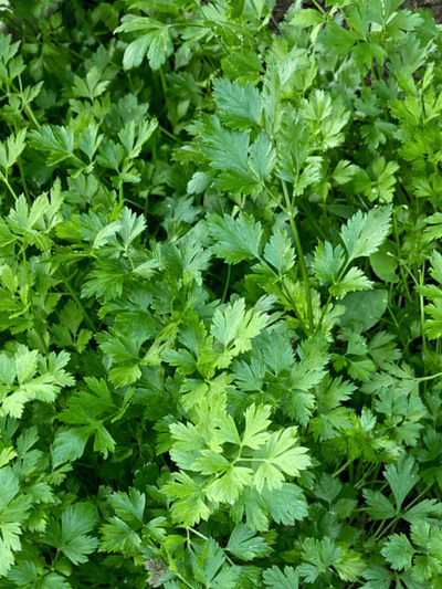 മല്ലിയില നട്ടുവളർത്താം, ഇത്രയും ശ്രദ്ധിച്ചാൽ മതി