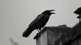 വീടിനു മുന്നിലിരുന്ന് കാക്കകൾ കൂട്ടത്തോടെ കരയുന്നതിന്റെ സൂചന?