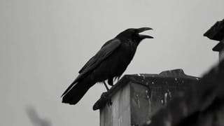 Eye Brow Astrology: നിങ്ങൾക്ക് കൂട്ടുപുരികം ആണോ? ഈ രഹസ്യങ്ങൾ അറിഞ്ഞോളൂ