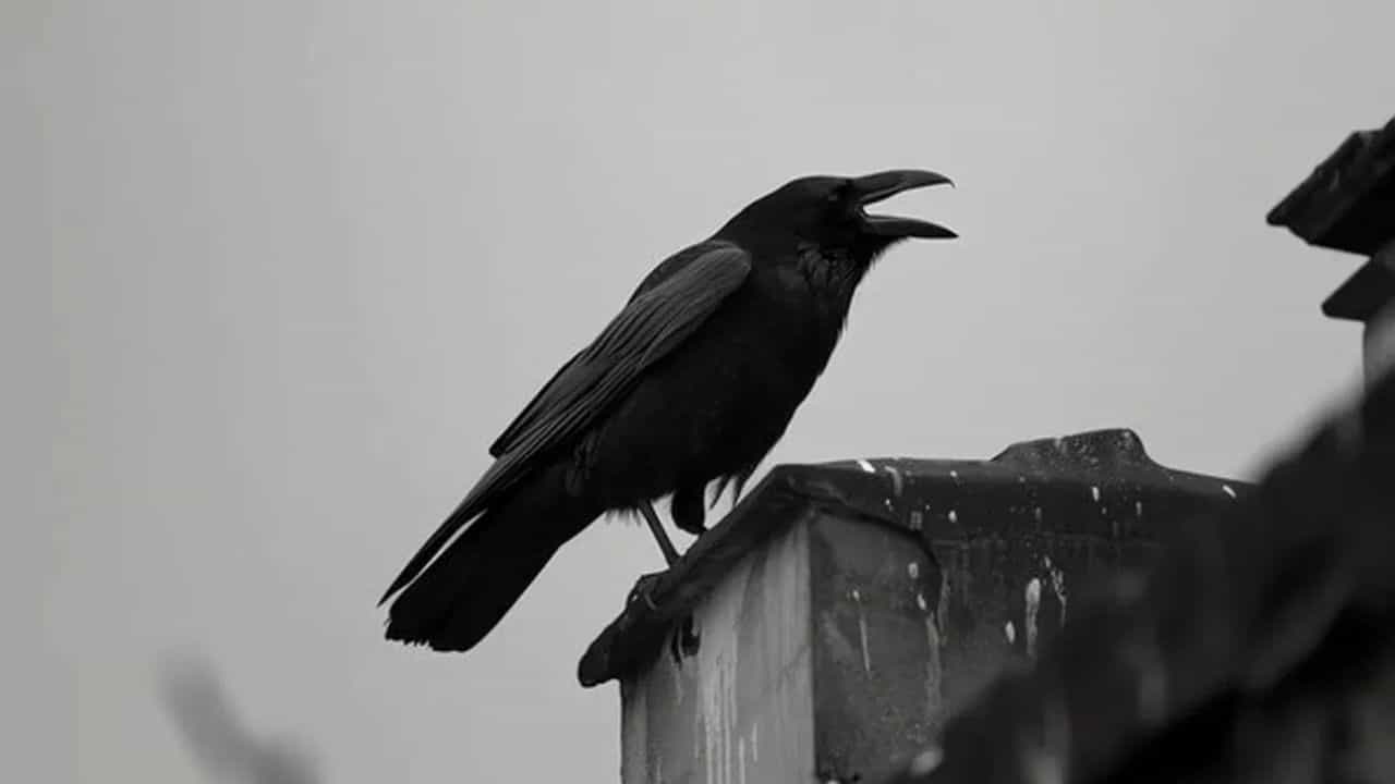 Astrology News: വീടിനു മുന്നിലിരുന്ന് കാക്കകൾ കൂട്ടത്തോടെ കരയുന്നതിന്റെ സൂചന?