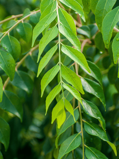 കറിവേപ്പില കൈകൊണ്ട് പറിച്ചെടുക്കരുത്? ശ്രദ്ധിക്കേണ്ട കാര്യങ്ങൾ