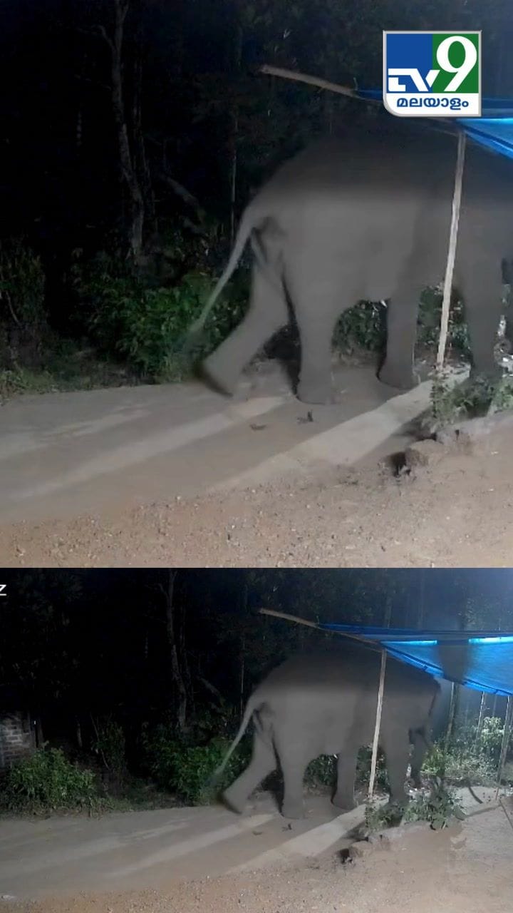 വയനാട് മൂടക്കൊല്ലിയിൽ കാട്ടാന ഇറങ്ങിയപ്പോൾ