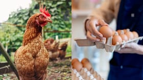 പക്ഷിപ്പനിയുള്ളപ്പോൾ മുട്ട കഴിക്കാമോ? എങ്ങനെ സുരക്ഷിതരായിരിക്കാം