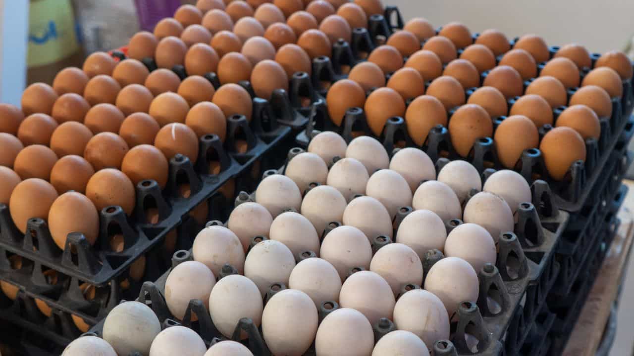 Egg Price: കോഴിമുട്ട വില റെക്കോഡ് താഴ്ചയില്‍; വാങ്ങിക്കാന്‍ മടി വേണ്ട