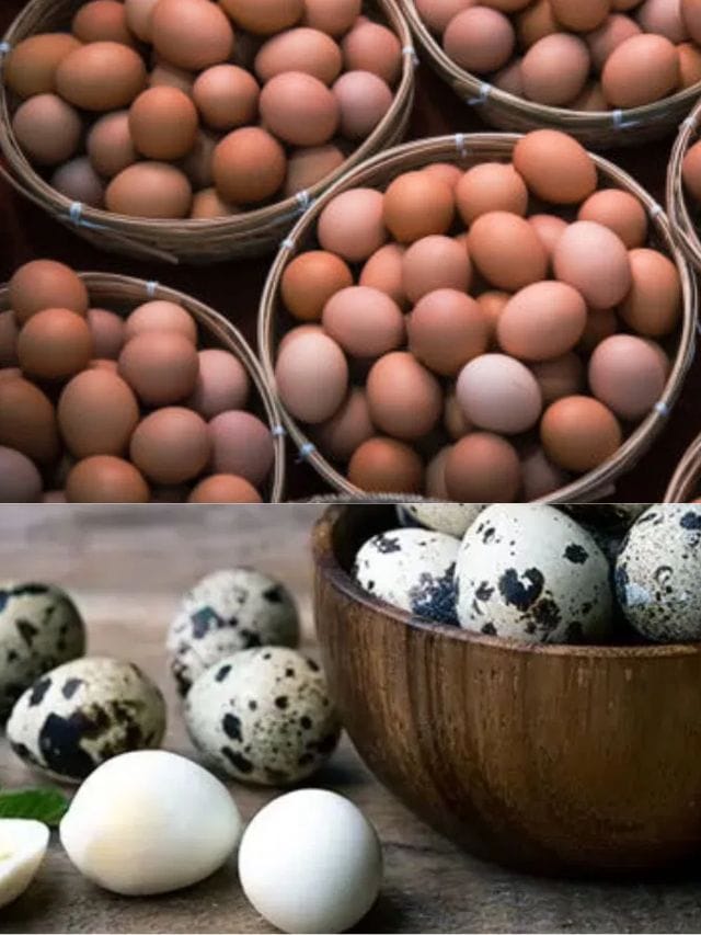 കൊളസ്ട്രോളിൽ കേമൻ കാടമുട്ടയോ കോഴി മുട്ടയോ?