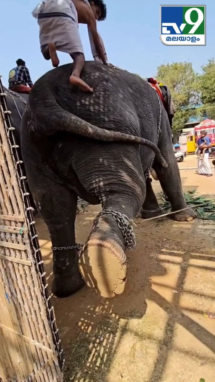 ആനപ്പുറത്ത് നിന്നും ഇറങ്ങുന്നത് ഇങ്ങനെയാണ്