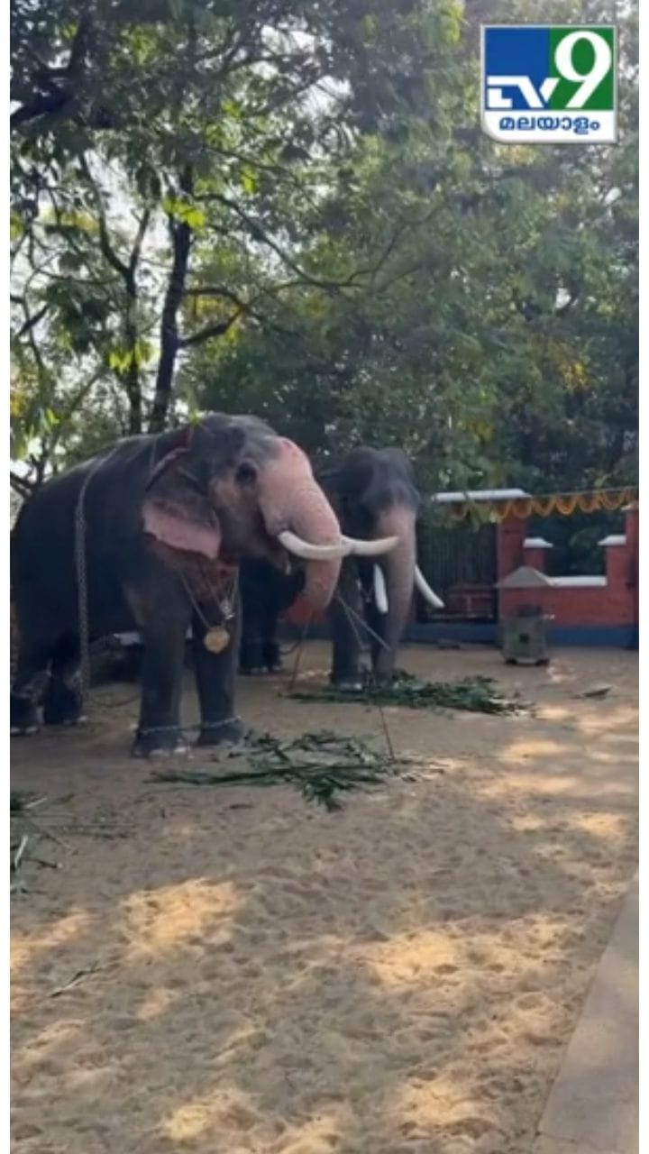 തിരുനക്കര ക്ഷേത്രോത്സവത്തിനായി തയ്യാറെടുക്കുന്ന ഗജവീരന്മാർ