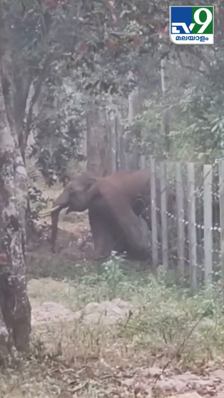 ഇതല്ല ഇതിൻ്റെ അപ്പുറം ചാടി കടന്നവനാണ് ഈ ആന സർ