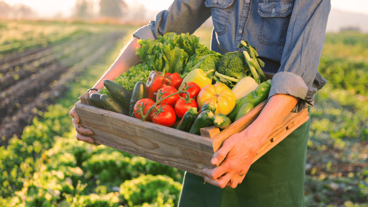 Farming: വെള്ളരി, പയർ, ചീര...വേനൽക്കാലത്ത് ഇവ കൃഷി ചെയ്താൽ ഗുണം ഇരട്ടിയാണേ