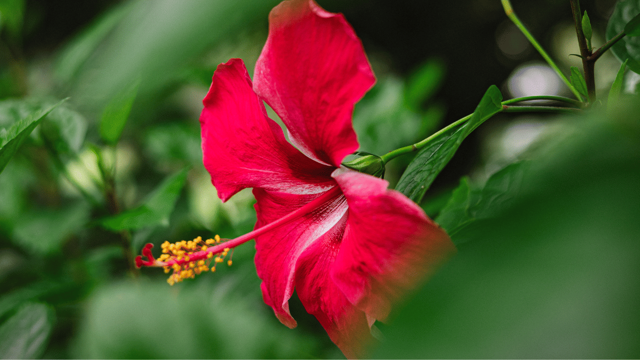 ചെമ്പരത്തി പൂവ്: 8-10 എണ്ണം, ചെമ്പരത്തി ഇല: ഒരു പിടി, വെളിച്ചെണ്ണ ഇവ മൂന്നുമാണ് എണ്ണ തയ്യാറാക്കാൻ ആവശ്യം. ആദ്യം ചെമ്പരത്തി പൂവും ഇലയും നന്നായി കഴുകി വെള്ളം പൂർണ്ണമായും ഉണക്കിയെടുക്കേണ്ടതാണ്. വെള്ളത്തിന്റെ അംശം ഉണ്ടെങ്കിൽ പെട്ടെന്ന് കേടാകാൻ സാധ്യതയുണ്ട്.
