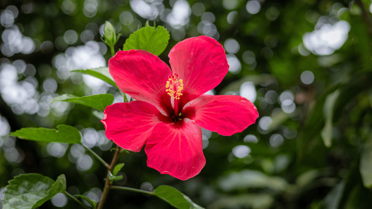 ഇനി ചെമ്പരത്തി പൂവും ഇലയും ചേർത്ത് മിക്സിയിൽ നന്നായി അരച്ച് പേസ്റ്റ് രൂപത്തിലാക്കുക. ശേഷം ഒരു ചീനച്ചട്ടിയിലോ പാത്രത്തിലോ വെളിച്ചെണ്ണ ഒഴിച്ച് ചെറുതീയിൽ ചൂടാക്കി എടുക്കുക. എണ്ണ ചൂടായി വരുമ്പോൾ ചെമ്പരത്തി പേസ്റ്റ് ഇതിലേക്ക് ചേർക്കുക.
