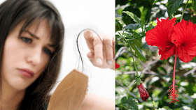 Hibiscus Oil: ചെമ്പരത്തി എണ്ണ മാത്രം മതി, മുടിക്കൊഴിച്ചിൽ പമ്പ കടക്കും; തയ്യാറാക്കേണ്ടത് ഇങ്ങനെ...