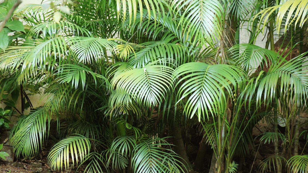 ഇൻഡോർ പ്ലാന്റുകളിൽ സാധാരണയായി കണ്ടുവരുന്നവയാണ് അരിക്ക പാം. ഈ ചെടി വീടിനുള്ളിൽ ഒരു ട്രോപ്പിക്കൽ അന്തരീക്ഷം സൃഷ്ടിക്കാൻ സ​ഹായിക്കും. നേരിട്ടല്ലാത്ത സൂര്യപ്രകാശം ലഭിക്കുന്നയിടങ്ങളിൽ വയ്ക്കാവുന്നതാണ്. ഭംഗിക്ക് പുറമെ, വീടിനുള്ളിലെ വായു ശുദ്ധീകരിക്കാനും അന്തരീക്ഷത്തിലെ ഈർപ്പം നിലനിർത്താനും അരിക്ക പാം സഹായിക്കും
