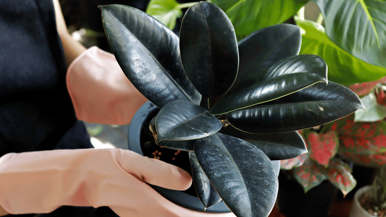 വീടിനകം മനോഹരമാക്കാൻ സഹായിക്കുന്ന മറ്റൊരു ചെടിയാണ് റബർ പ്ലാന്റ്. അനുകൂല സാഹചര്യങ്ങളിൽ ഇവ 8-10 അടി വരെ ഉയരത്തിൽ വളരാറുണ്ട്. മിതമായ സൂര്യപ്രകാശവും ഇടയ്ക്കിടെയുള്ള നനയും മാത്രം മതിയാകും എന്നതിനാൽ ഇത് പരിപാലിക്കാനും വളരെ എളുപ്പമാണ്. 
