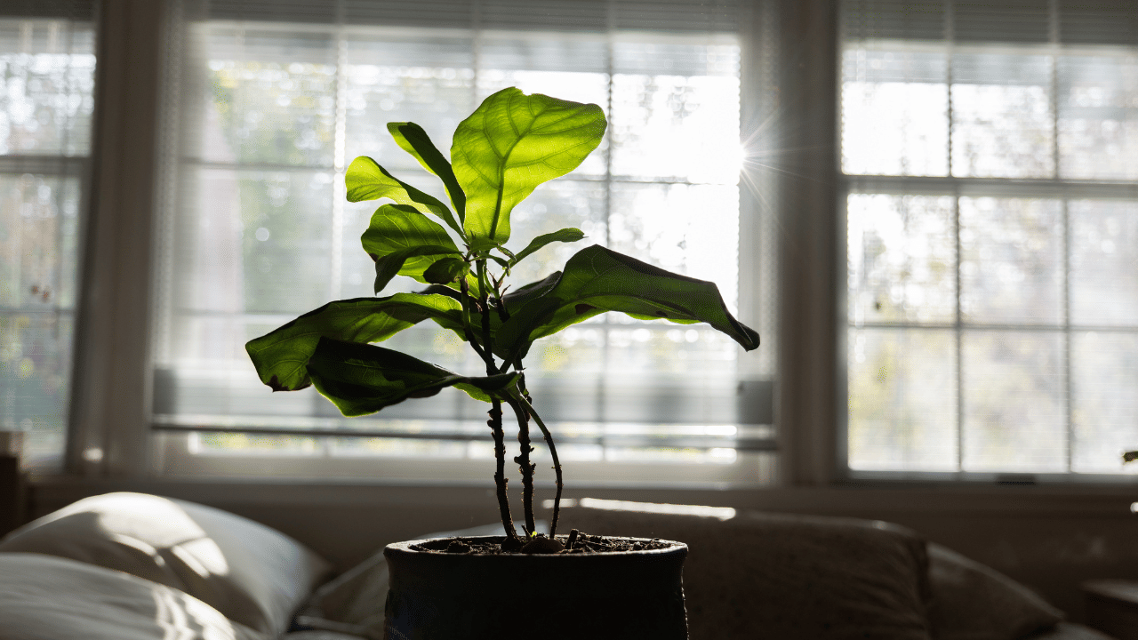 ഇന്റീരിയർ ഡിസൈനർമാരുടെ പ്രിയപ്പെട്ട ഇൻ‍ഡോർ പ്ലാന്റാണ് ഫിഡിൽ ലീഫ് ഫിഗ്. വയലിന്റെ ആകൃതിയുള്ള വലിയ ഇലകളാണ് ഇതിന്റെ പ്രത്യേകത. ശരിയായ പരിചരണം ലഭിച്ചാൽ 6 മുതൽ 10 അടി വരെ ഉയരത്തിൽ വരെ ഇവ വളരുന്നതാണ്. ‌
