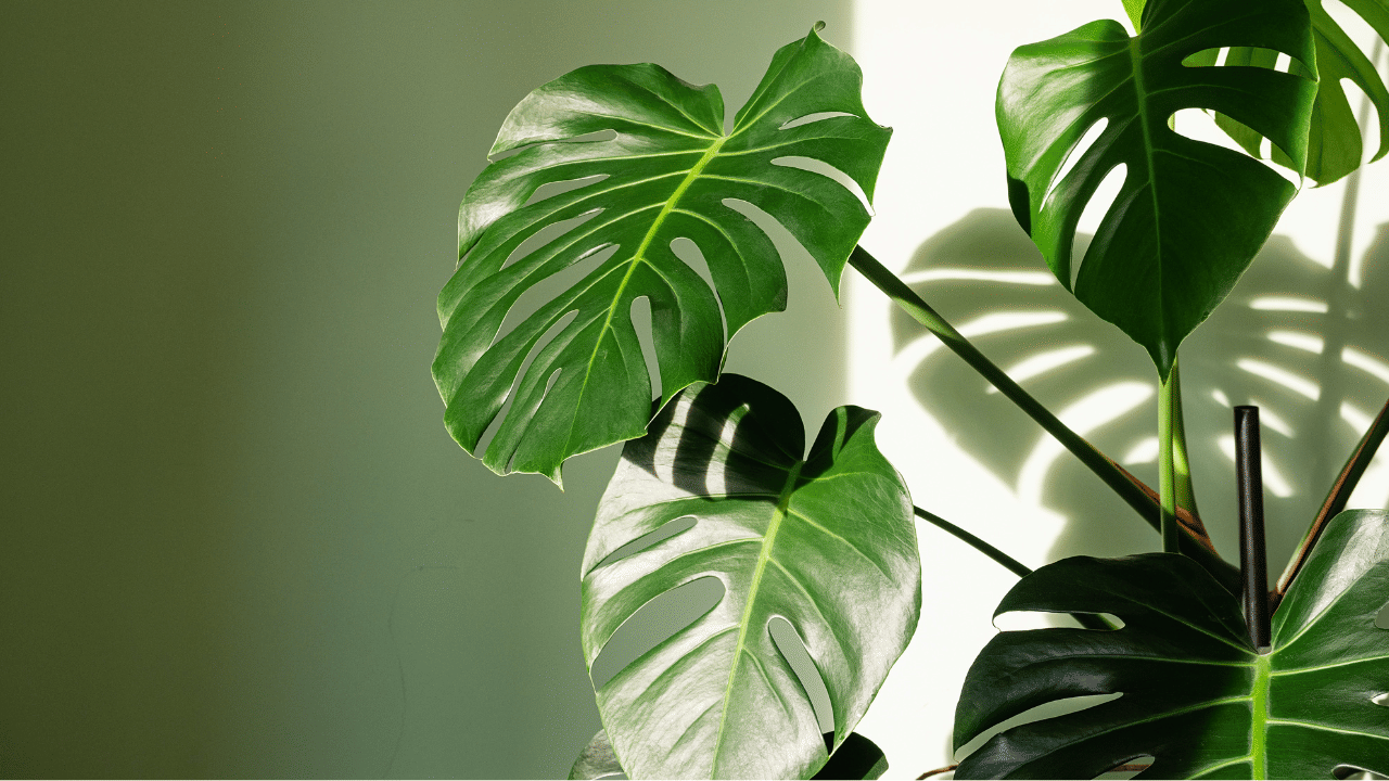 വിള്ളലുകളും സുഷിരങ്ങളുമായി വ്യത്യസ്ത ആകൃതിയിലെ ഇലകളാൽ ശ്രദ്ധിക്കപ്പെടുന്ന ഒരു വിദേശ ഇൻഡോർ പ്ലാന്റാണ് മോൺസ്റ്റെറ ഡെലീഷ്യോസ. വീടിനുള്ളിൽ നല്ലൊരു ആകർഷണ കേന്ദ്രമായി മാറാൻ ഇവയ്ക്ക് കഴിയും. അല്പം ഈർപ്പമുള്ള അന്തരീക്ഷത്തിനും നേരിട്ടല്ലാത്ത സൂര്യപ്രകാശത്തിനും അനുയോജ്യം. (Image Credit: Getty Images)
