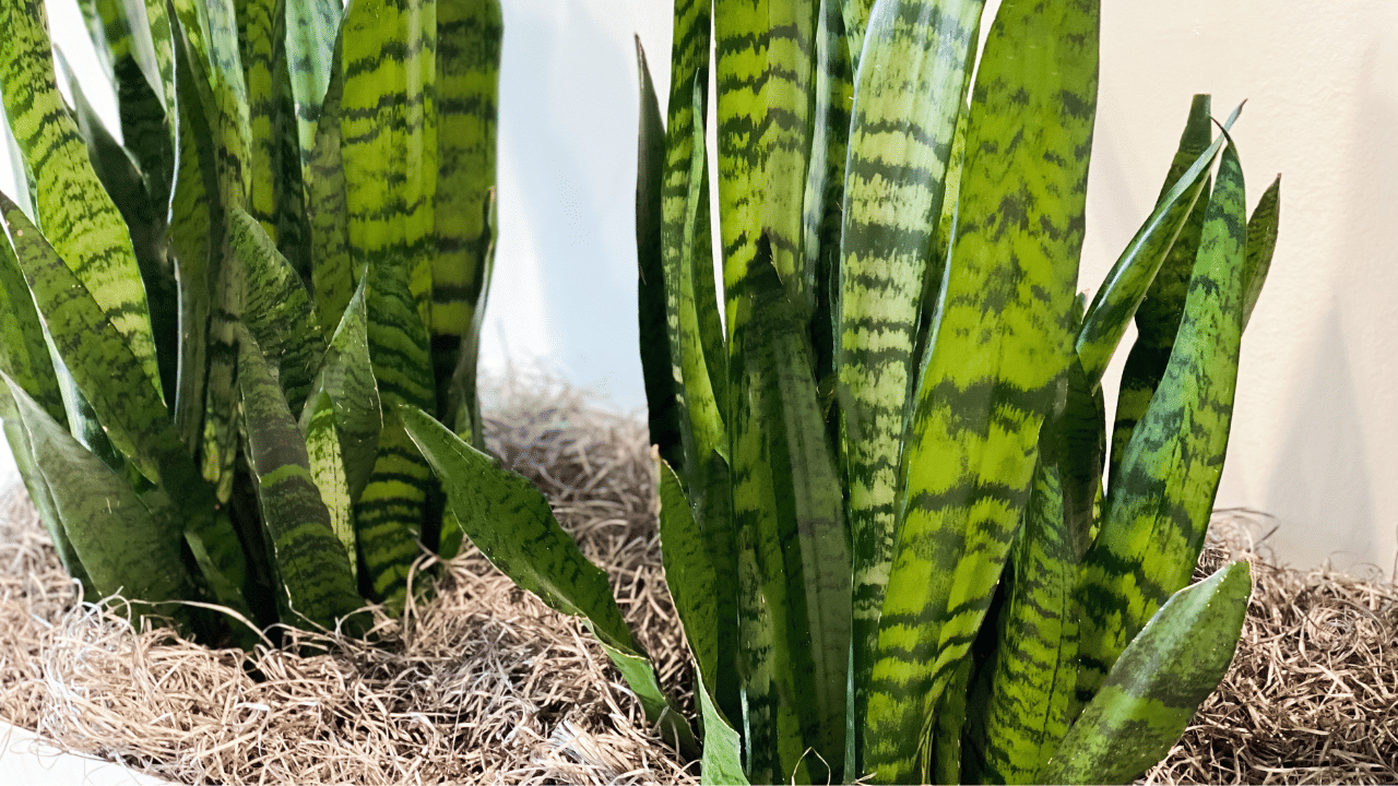 സാധാരണയായി കാണുന്നതും ഡിമാൻഡുള്ളതുമായ ഇൻഡോർ പ്ലാന്റാണ് സ്നേക് പ്ലാന്റ്. ഏറ്റവും കുറഞ്ഞ പരിചരണം ആവശ്യമുള്ള ഉയരമുള്ള ചെടിയാണിത്. നേരെ മുകളിലേക്ക് വളരുന്ന ഇതിന്റെ വാൾ പോലെയുള്ള ഇലകൾ മുറികൾക്ക് ഒരു മോഡേൺ ലുക്ക് നൽകും. വെളിച്ചത്തിലും വെള്ളത്തിലും ഇവ നടാവുന്നതാണ്. ഫർണിച്ചറുകൾക്കിടയിലോ മുറികളുടെ മൂലയിലോ ഇവ വയ്ക്കാം.
