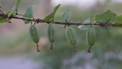 Ivy Gourd: അധികം മുതൽമുടക്കില്ല, വൻ ലാഭവും; കോവൽ കൃഷി ചെയ്താലോ