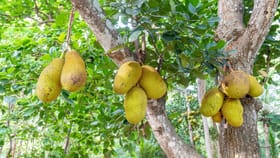 ഹൊ ചക്കയ്‌ക്കൊക്കെ എന്താ വില; ബെംഗളൂരുകാര്‍ വിലക്കയറ്റത്തില്‍...