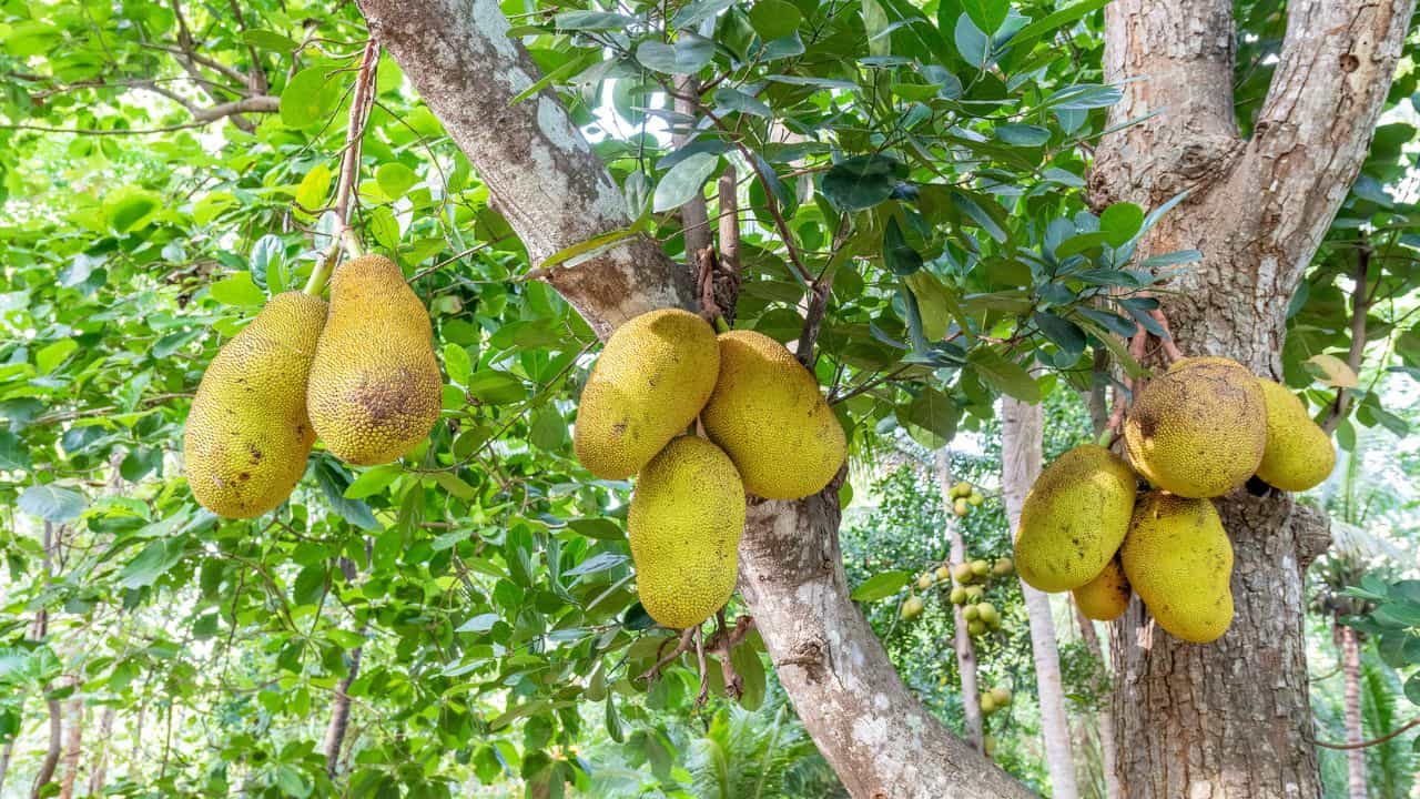 Bengaluru Jackfruit Price: ഹൊ ചക്കയ്‌ക്കൊക്കെ എന്താ വില; ബെംഗളൂരുകാര്‍ വിലക്കയറ്റത്തില്‍ പെട്ടു