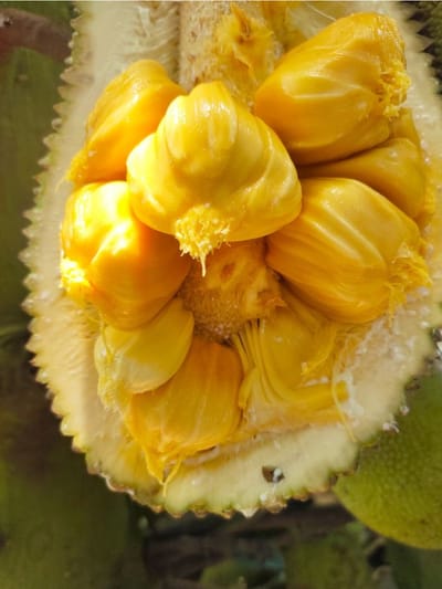 ഇവർ ചക്ക കഴിച്ചാൽ ശ്വാസം പോലും നിലയ്ക്കും;  അത്രയ്ക്ക് അപകടം