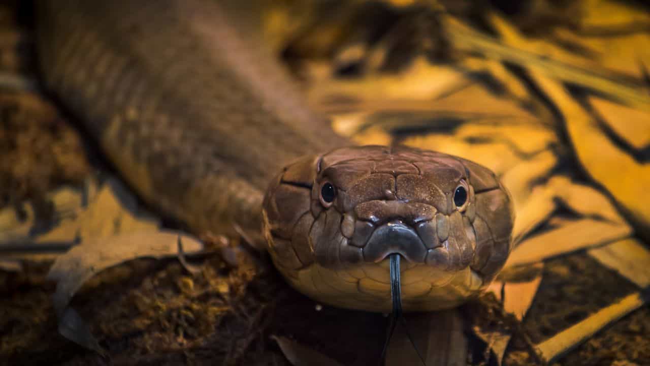 Snakes at AC: തിരുവനന്തപുരത്ത് വീട്ടിലെ എസി തുറന്നപ്പോൾ കണ്ടത് അഞ്ച് പാമ്പുകൾ