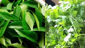 Coriander leaves vs Curry leaves : കറിയിൽ കറിവേപ്പില ചേർക്കണോ അതോ മല്ലിയിലയോ? ഏതാണ് ​ഗുണത്തിൽ മുന്നിൽ