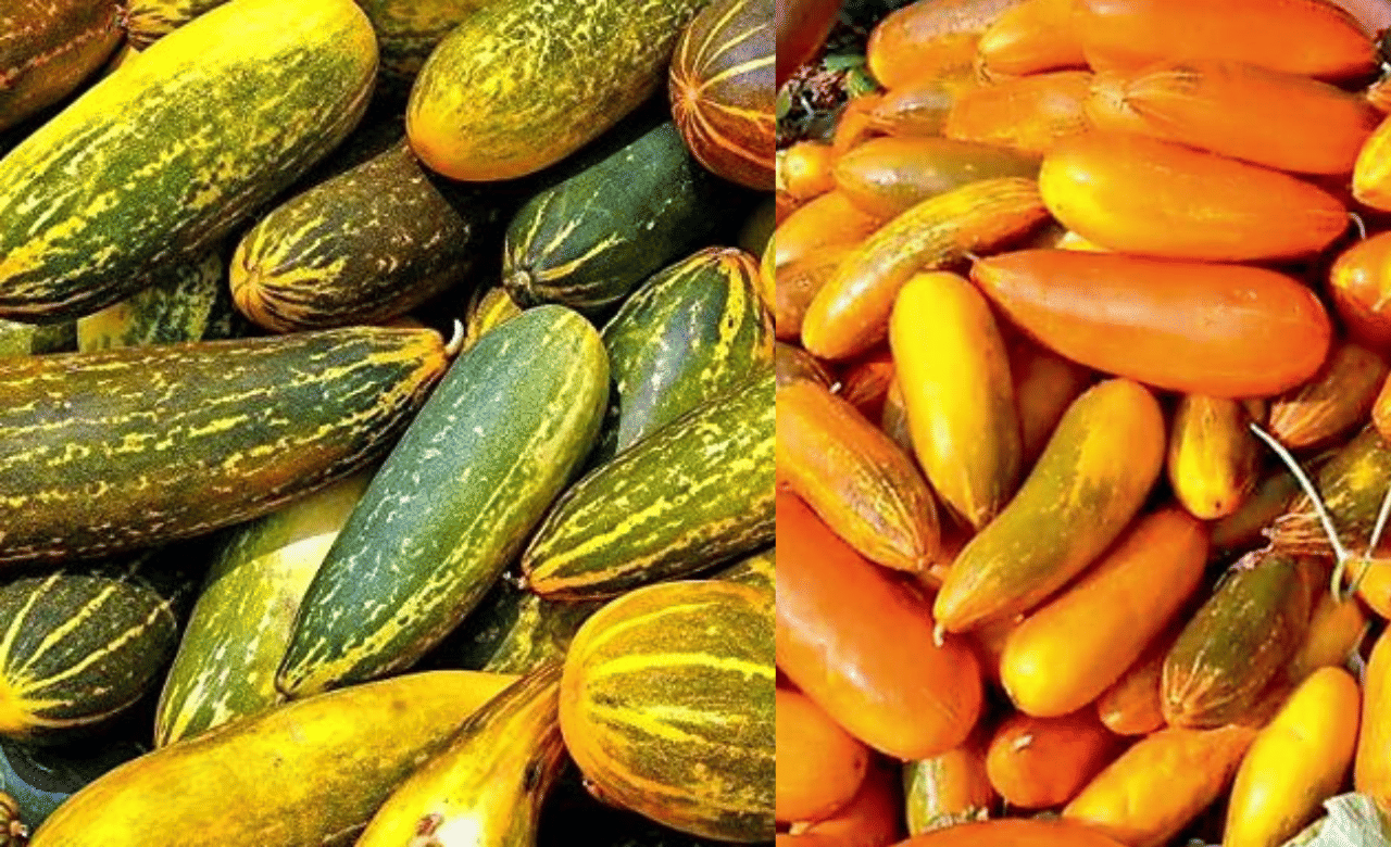 Kanivellari Cultivation: വിഷുവിന് കണിവെള്ളരി വീട്ടുമുറ്റത്ത് തന്നെ വിളയിക്കാം; കൃഷി തുടങ്ങാൻ മികച്ച സമയം!