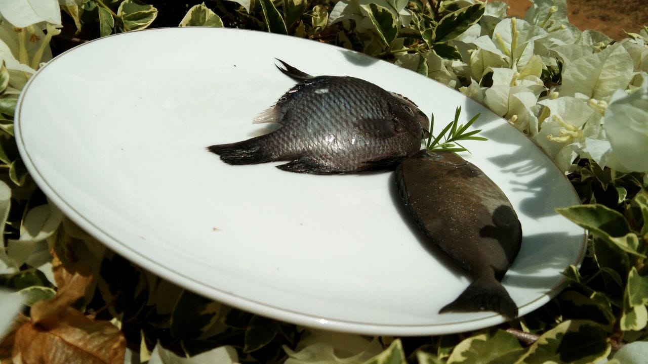 രുചിക്ക് പുറമെ കരിമീൻ ആരോഗ്യത്തിന്റെ കലവറ കൂടിയാണ്. ഫാറ്റി ആസിഡ് ധാരാളമുള്ളതിനാൽ രക്തസമ്മർദ്ദം കുറയ്ക്കാനും ഹൃദയാഘാത സാധ്യത ലഘൂകരിക്കാനും സഹായിക്കുന്നു. കരിമീൻ സ്ഥിരമായി കഴിക്കുന്നത് അൽഷിമേഴ്‌സ് രോഗസാധ്യത കുറയ്ക്കുമെന്ന് പഠനങ്ങൾ വ്യക്തമാക്കുന്നു. മാംസ്യം കുറവാണെങ്കിലും ജീവകങ്ങളാൽ സമ്പുഷ്ടമാണ് കരിമീൻ.