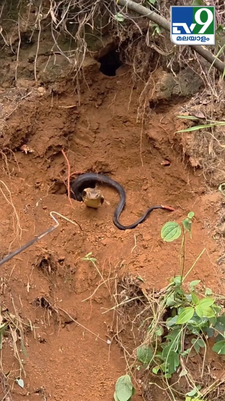 താഴെത്തില്ലടാ! രാജവെമ്പാലയുടെ ശൗര്യം കണ്ടോ