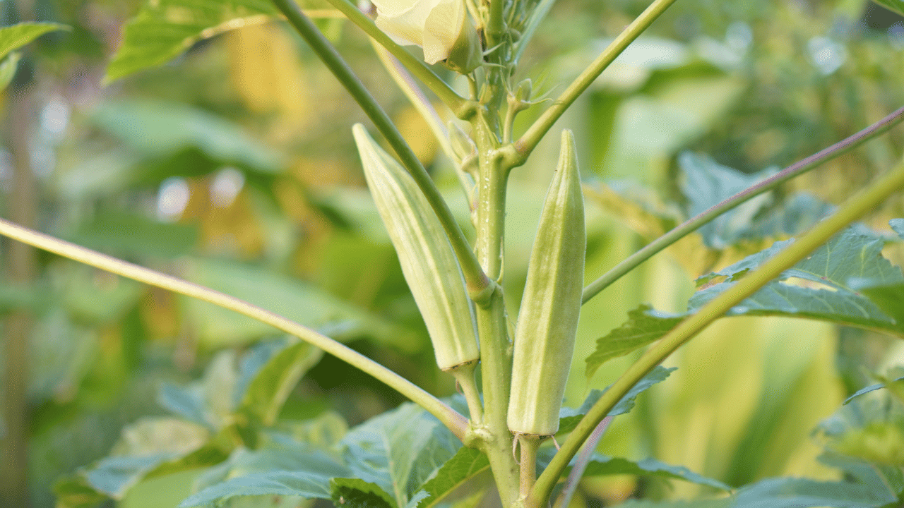 Okra Cultivation: വെണ്ടയ്ക്ക കൃഷി ചെയ്യാം, വരുമാനത്തിന് ഇതൊന്ന് ശ്രദ്ധിച്ചാൽ മതി