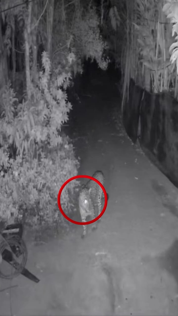 ചൂരൽമലയിൽ ഭീതി, വളർത്തു നായയെ കൊന്ന പുലി ക്യാമറയിൽ