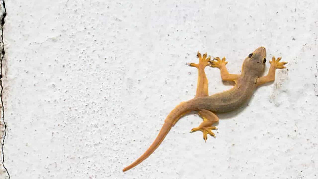Astro Tips: വീട്ടിലെ ഈ മുറിയിൽ പല്ലി ഉണ്ടോ? എന്നാൽ ഇക്കാര്യം അറിഞ്ഞോളൂ