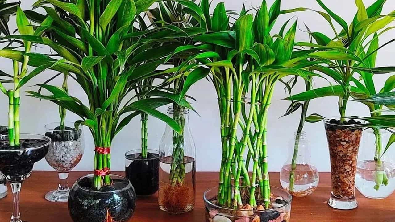 Bamboo Plant: വീട്ടിൽ ഈ ലക്കി മുളയുണ്ടോ? ഈ സ്ഥാനത്ത് ആണെങ്കിൽ ഉടൻ മാറ്റിക്കോ