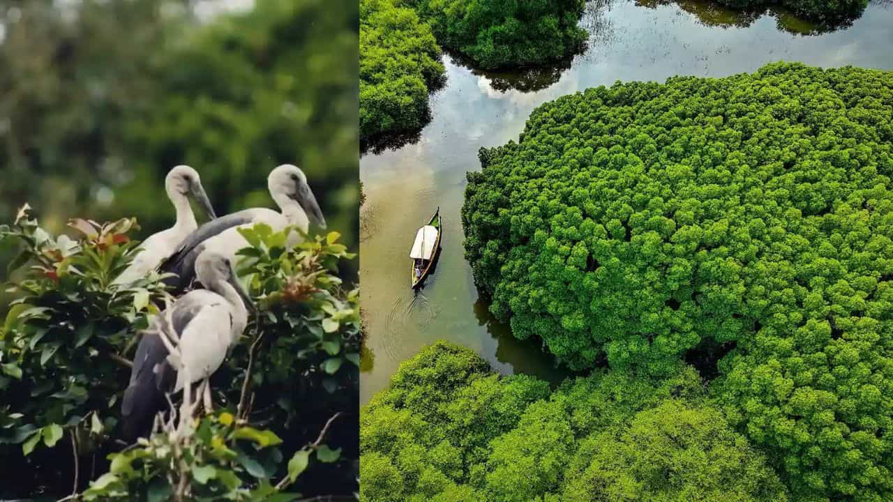 Mangalavanam Bird Sanctuary: കൊച്ചിയുടെ ശ്വാസകോശമാണ് ഈ പച്ചപ്പ്; ന​ഗരത്തിലെ ഈ ആമസോൺ നിങ്ങൾ കണ്ടിട്ടുണ്ടോ?