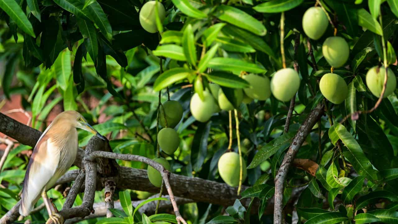 Mango Tree Rent: മാവ് വാടകയ്ക്ക് കൊടുത്താലോ? വന്‍ ലാഭമാണ് നിങ്ങളെ കാത്തിരിക്കുന്നത്