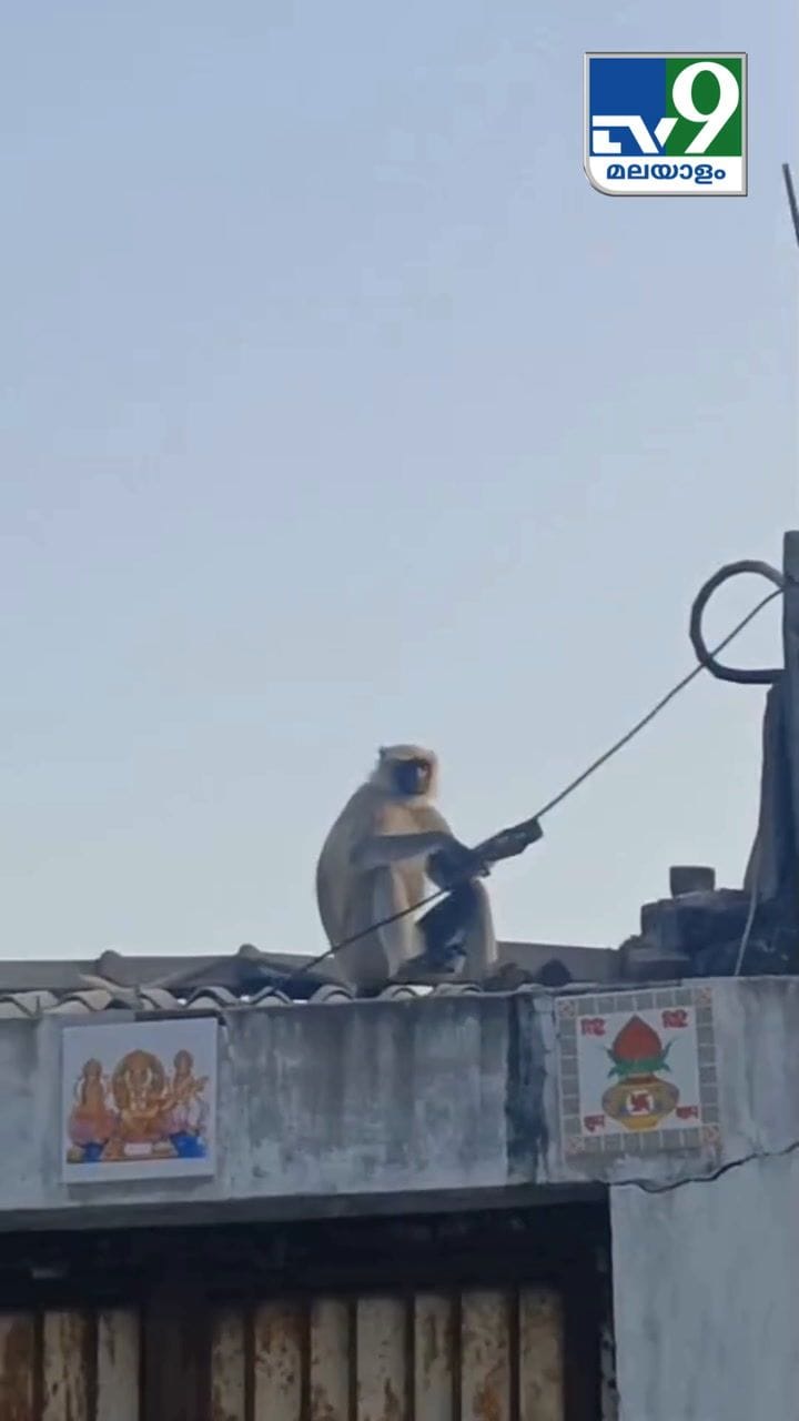 ഇനി ഞാൻ സെൽഫി എടുക്കട്ടെ! യുവാവിൻ്റെ ഫോൺ തട്ടികൊണ്ടുപോയ കുരങ്ങൻ ചെയ്തത്