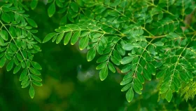 Moringa leaves Benefits: ഒന്നു കഴിച്ചാൽ മരുന്നിനു തുല്യം ഫലം, അത്ര നിസ്സാരമല്ല മുരിങ്ങയിലക്കറികൾ...