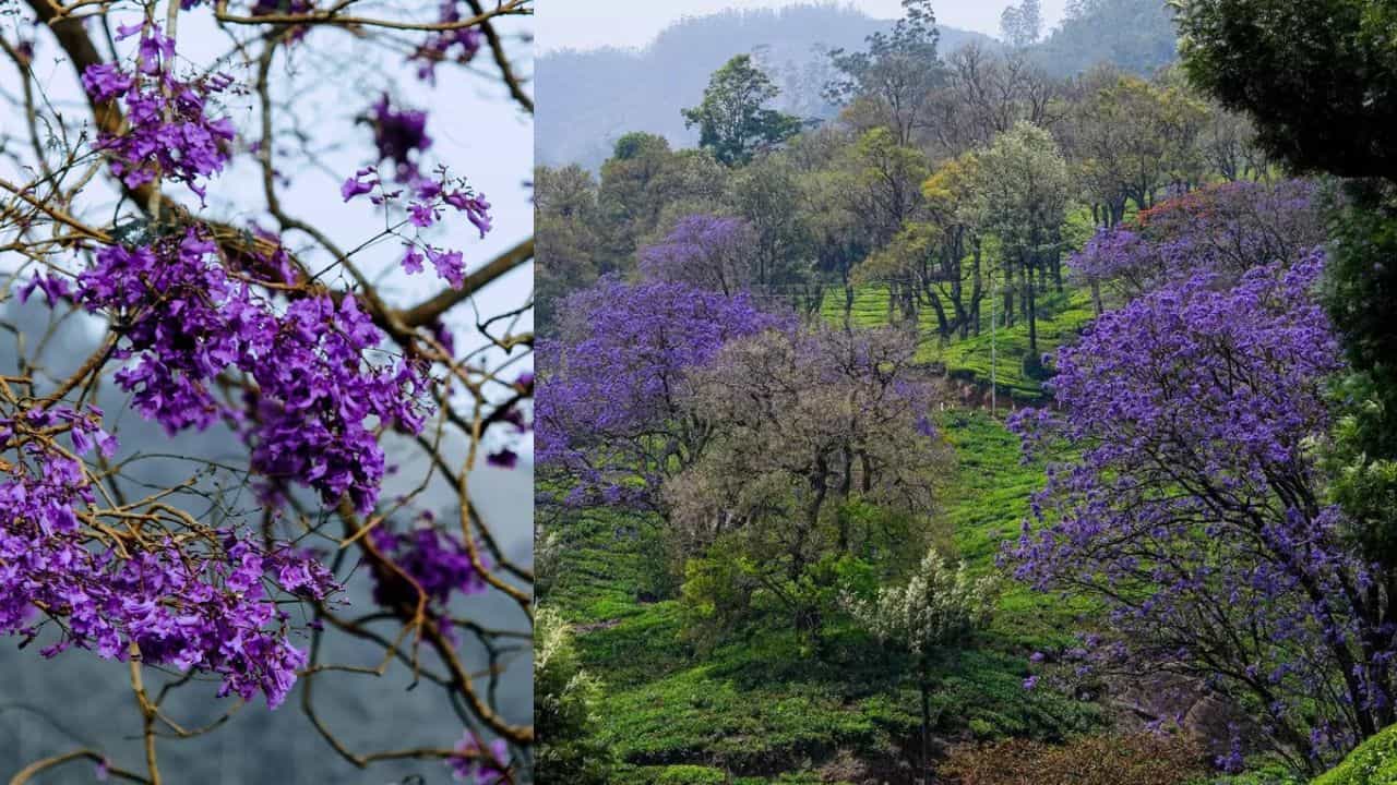 Munnar Jacaranda: നീലക്കടലായി മൂന്നാർ! പരീക്ഷാ മരങ്ങൾ പൂവിട്ടു; നീലവാക പൂക്കൾക്കിടയിലൂടെ ഒരു യാത്ര പോകാം Munnar Jacaranda: നീലക്കടലായി മൂന്നാർ! പരീക്ഷാ മരങ്ങൾ പൂവിട്ടു; നീലവാക പൂക്കൾക്കിടയിലൂടെ ഒരു യാത്ര പോകാം