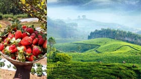 മൂന്നാറിലെ മഞ്ഞും സ്ട്രോബെറി മധുരവും! വിളവെടുപ്പ് തുടങ്ങി