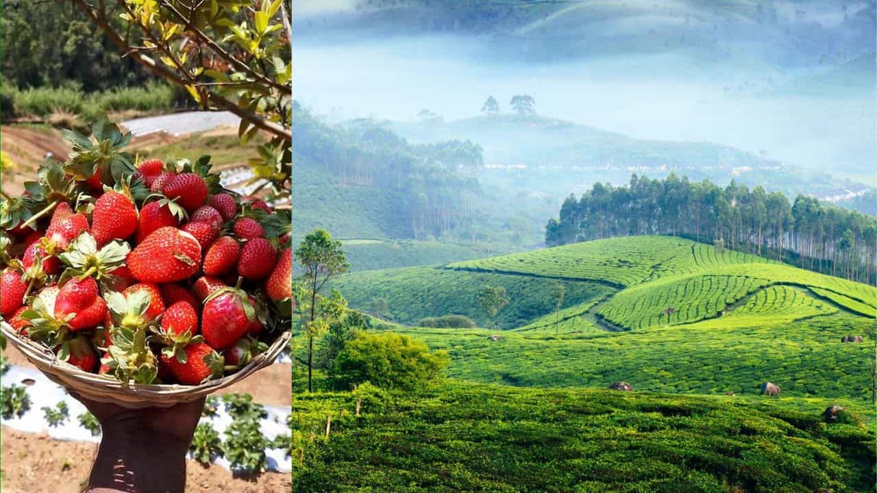 Munnars Strawberry Harvest: മൂന്നാറിലെ മഞ്ഞും സ്ട്രോബെറി മധുരവും! വിളവെടുപ്പ് തുടങ്ങി; നേരിട്ട് പറിക്കാം, ആസ്വദിക്കാം