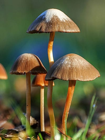 വിഷക്കൂണുകള്‍ എങ്ങനെ തിരിച്ചറിയാം?