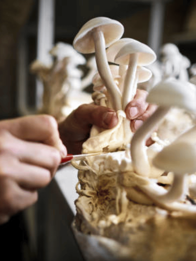 കൂൺ കൃഷി എങ്ങനെ തുടങ്ങാം? അതും കുറഞ്ഞ ചെലവിൽ !