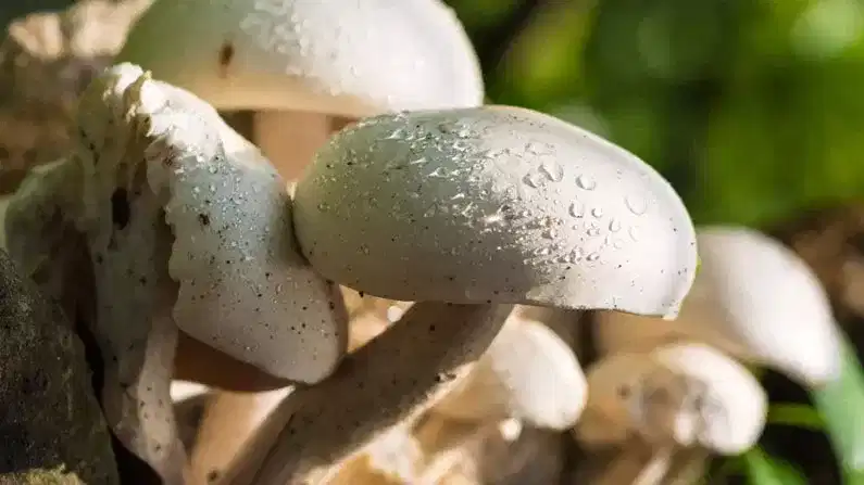 Mushroom Farming: വീട്ടുമുറ്റത്ത് തന്നെ കൂൺകൃഷി, പോക്കറ്റ് കാലിയാകാതെ ലക്ഷങ്ങൾ കൊയ്യാം